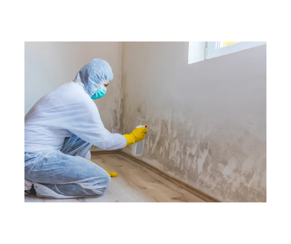 Mold Remediation project photo, Merrick